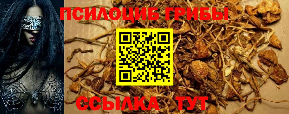 Будённовск  Псилоцибиновые грибы Magic Shrooms  Вход с VPN  где можно купить наркотик  Псилоцибиновые грибы мицелий 